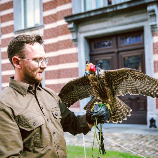 Een valkenier heeft een valk met een huif (kapje) op zijn arm. 