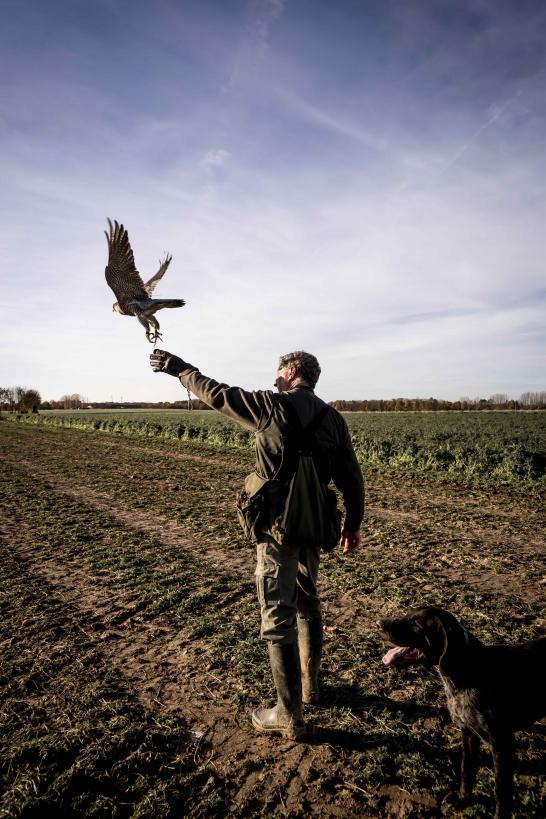 Valkenier met opvliegende valk